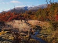 Autumn colors of the subpolar beech forests of Navarino island, Chile - the worldÃ¢â¬â¢s southernmost forests Royalty Free Stock Photo